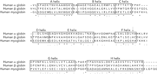 Look at the data in the figure below.If the sequence for the   subunit was replaced with the   Subunit sequence from a patient with sickle cell disease,the number of   A)  asterisks would decrease. B)  colons would increase. C)  periods would decrease. D)  asterisks would increase.