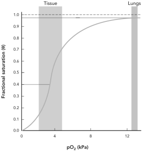 Using the oxygen binding curve shown,calculate the approximate percentage of O<sub>2</sub> that is released from hemoglobin as the pO<sub>2</sub> changes from 13 kPa to 4 kPa.   A)  4% B)  9% C)  60% D)  91%