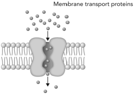 <strong>What type of transport is depicted in the figure below? </strong> A) membrane diffusion B) passive transport of molecules down a concentration gradient C) active transport of molecules down a concentration gradient D) active transport of molecules up a concentration gradient