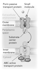 <strong>Consider the transport scenario shown.Which curve represents the overall movement of the small molecule from the extracellular environment to the cytosol? </strong> A) B) C) D)