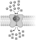 <strong>The transport system shown below is a(n) </strong> A) secondary active symporter. B) primary active transporter. C) secondary active antiporter. D) ABC transporter.