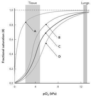 The figure below shows the oxygen binding curves of oxygen-transport protein from four different organisms.Decide which organism is the most efficient at oxygen transport and justify your choice.  