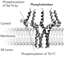 Phospholamban contains two phosphorylation sites,Ser16 and Thr17.Compare and contrast what directs the phosphorylation at each site and the resulting changes in activity of phospholamban.  