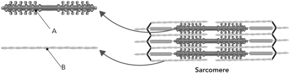 Label the structures marked in this diagram of a sarcomere.  