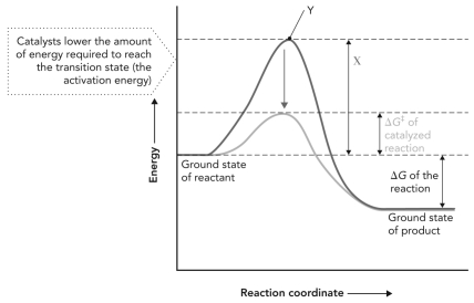 <strong>Consider the reaction coordinate diagram shown below.X is __________; Y is __________. </strong> A) transition state; activation energy B) G<sup>‡</sup><sup> </sup>of catalyzed reaction; transition state C) activation energy of catalyzed reaction; transition state D) G<sup>‡</sup><sup> </sup>of uncatalyzed reaction; transition state