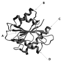 <strong>Below is a ribbon diagram of an enzyme.Four regions of the enzyme are indicated.Which is most likely the active site? </strong> A) A B) B C) C D) D