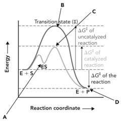 Refer to the reaction coordinate diagram below.The change in the activation energy of the reaction because of the presence of an enzyme is illustrated by the energy of __________ minus the energy of __________.   A)  B; A B)  B; C C)  B; D D)  C; D