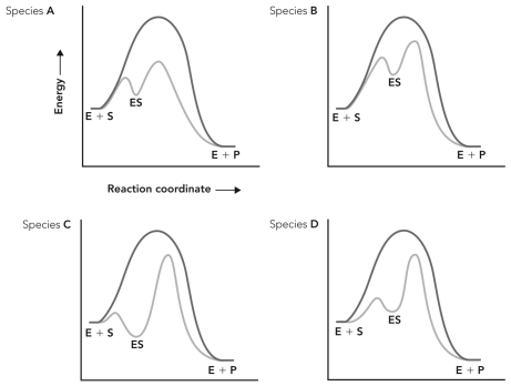 <strong>Enzymes from four different species catalyze the same reaction.Based on the reaction coordinate diagrams below,which species contains an enzyme that experiences more bonding interactions with the transition state of the reaction? </strong> A) species A B) species B C) species C D) species D