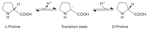 <strong>The conversion of L-proline to D-proline is shown below.Which of the following characteristics would most likely be found in a transition state analog that inhibits an enzyme that catalyzes the reaction? </strong> A) planar B) positively charged at the \alpha -carbon C) tetrahedral geometry at the \alpha -carbon D) double bonds within the ring
