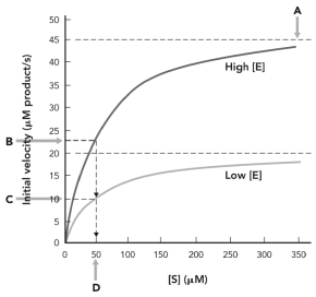 In the figure below,K<sub>M</sub> is indicated at   A)  A. B)  B. C)  C. D)  D.