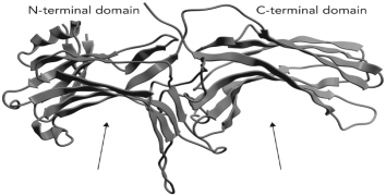 <strong>Below is the molecular structure of a single bovine   -arrestin subunit.Two locations are indicated.What is most likely to interact with the protein at these locations?  </strong> A)   ARK B) GTP-bound   C) dephosphorylated GPCR D) phosphorylated GPCR <div style=padding-top: 35px> 