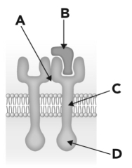 Below is a schematic representation of a dimerized receptor tyrosine kinase.Where is the kinase function located?   A)  A B)  B C)  C D)  D