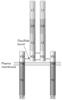<strong>On binding of an insulin molecule to the insulin receptor,which region of the receptor becomes phosphorylated?  </strong> A) CR B) TM C) TK D) L1 <div style=padding-top: 35px> 