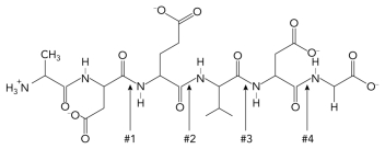 <strong>Predict which bond of a target protein would be cleaved by caspase 3 executioner enzyme.  </strong> A) 1 B) 2 C) 3 D) 4 <div style=padding-top: 35px> 