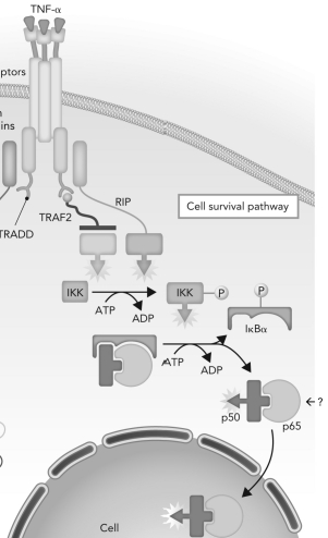  <strong>Below shows the cell survival pathway promoted by TNF-   .A complex is indicated with a question mark.What is this complex?  </strong> A) inactive NF \kappa B B) active NF \kappa B C) active CASP3 D) NIK <div style=padding-top: 35px>  