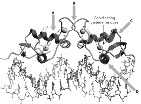 <strong>Below is shown the structure of a homodimer of the GR DNA-binding domain.Four areas are highlighted.Which is most likely to interact with DNA?  </strong> A) A B) B C) C D) D <div style=padding-top: 35px> 