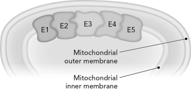 Review the figure below.Shared intermediates are used so effectively in coupled reactions because they   A)  allow products to diffuse through membrane to increase concentration gradient. B)  increase the value of   . C)  decrease the value of Q. D)  limit product diffusion and allow intermediates to channel from one enzyme to the next.