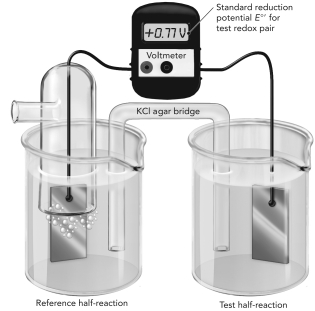 Use the figure below to answer the following questions.   A.The electrochemical cell shown here is measuring the reduction potential of Fe<sup>2+</sup>/Fe<sup>3+</sup> using a reference hydrogen half reaction.Write each half reaction on the figure and show the flow of electrons. B.Do these oxidants have a higher or lower affinity for electrons compared with H<sup>+</sup>? Explain how you know this using information from the experiment.