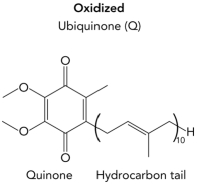 Use the structure of the oxidized coenzyme Q (ubiquinone)shown below and draw the two-electron reduced form.  