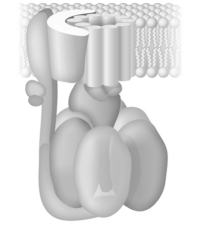 On the figure below label the clearly identify the positions of the three functional units of ATP synthase: the rotor,the catalytic headpiece,and the stator.  