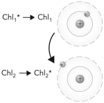 The following picture is an example of what phenomenon?   A)  resonance energy transfer B)  electron transfer C)  photoexcitation D)  fluorescence