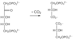 What is the name of the enzyme that catalyzes the reaction shown below?   A)  ribulose bisphosphate carboxylase B)  acetyl-CoA carboxylase C)  glyceraldehyde-3-phosphate dehydrogenase D)  pyruvate carboxylase