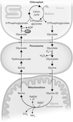 What is the process depicted below,where plants react with O<sub>2</sub>?   A)  photorespiration B)  photosynthesis C)  photogeneration D)  photoglycolate pathway