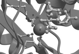 In the figure below,identify A and B in the active site of rubisco.  