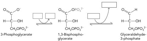Fill in the missing cofactors in the reactions below which correspond to stage 2 of the Calvin cycle reactions.  