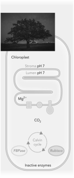 Use the figure below to show how light exposure results in an activated rubisco enzyme.  