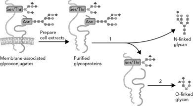 What method is used to release the N-linked glycan groups from the membrane-associated glycoconjugates shown in 1 in the figure below?   A)  enzymatic cleavage using PNGaseF B)  chemical cleavage using a  -elimination reaction C)  chemical cleavage using a Schiff base intermediate D)  enzymatic cleavage using  -galactosidase