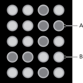 The figure below is a fluorescence readout from a lectin array.What can be deduced from A?   A)  There is no interaction between the glycan and the lectin in the well. B)  There is a glycan-lectin interaction in the well. C)  There is an interaction, but there is no way to determine the species that are interacting. D)  Glycan cleavage from the glycoconjugate has been achieved.