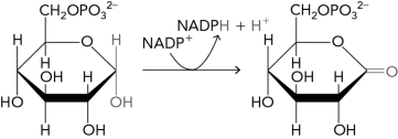 Which enzyme class catalyzes the following pentose phosphate pathway reaction (note that there may be some missing reactants and products) ?   A)  lyase B)  isomerase C)  transferase D)  oxidoreductase