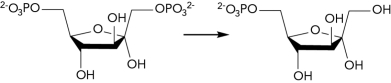The gluconeogenesis reaction shown below is missing some reactants and products.What class of enzyme catalyzes this reaction?   A)  lyase B)  hydrolase C)  transferase D)  oxidoreductase