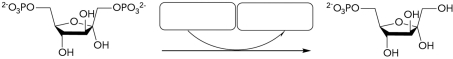 What molecules are missing from boxes in the gluconeogenesis reaction shown below?   A)  Ser-P<sub>i</sub>; Ser-P<sub>i</sub> B)  H<sub>2</sub>O; P<sub>i</sub> C)  ADP; ATP D)  ATP; ADP