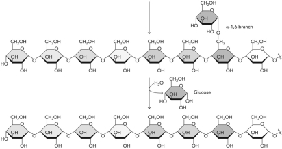 Which enzyme catalyzes the following reaction?   A)  debranching enzyme B)  glycogen phosphorylase C)  branching enzyme D)  glycogen synthase