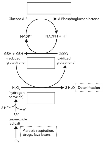 Fill in the names of the enzymes involved in the important cellular glutathione detoxification system shown below.  