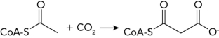 What enzyme catalyzes the following reaction in the first step of fatty acid synthesis?   A)  fatty acyl-CoA synthetase B)  acetyl-CoA carboxylase C)  fatty acid synthase D)  fatty acyl-CoA dehydrogenase