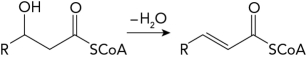 What enzyme catalyzes the following fatty acid synthesis reaction? A) fatty acid synthase B) fatty acyl-CoA synthetase C) fatty acyl-CoA dehydrogenase D) acetyl-CoA carboxylase