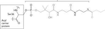 Identify the name of the group shown below that is common to CoA and the acyl carrier protein.  