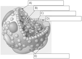 Identify the molecular components of the following lipoprotein.  