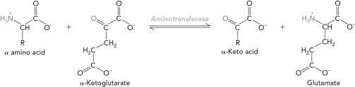 What would the products be for the reaction below?   A)    -keto acid and glutamate B)  oxaloacetate and glutamate C)  pyruvate and glutamate D)  histidine and glutamate