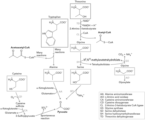 Using the figure below,determine which of the following is NOT a final product from group 1 amino acid degradation.   A)  glycine B)  pyruvate C)  acetoacetyl-CoA D)  acetyl-CoA
