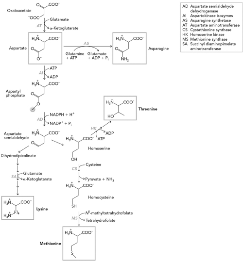 Using the figure below,summarize the synthesis of amino acids from oxaloacetate and pyruvate in E.coli.  
