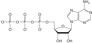 The molecule below is a precursor to the formation of which of the following second messengers?   A)  ADP B)  cAMP C)  NAD<sup>+</sup> D)  PKA