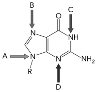 Which nitrogen originates from aspartate?   A)  A B)  B C)  C D)  D