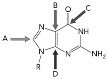 If HCO<sub>3</sub> <sub> </sub>   <sub> </sub> That is radioactively labeled with <sup>13</sup>C is available,which carbon atom in the molecule below would ultimately be expected to be radioactive?   A)  A B)  B C)  C D)  D