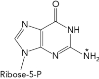 If GMP radiolabeled at the nitrogen atom indicated by the * were metabolized to uric acid,which of the following molecules along the pathway would also be radioactive?   A)  uric acid B)  guanine C)  NH<sub>4+</sub> D)  xanthine