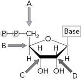 Identify the carbon atom that is attacked by Cys439 in the first step of the E.coli ribonucleotide reductase mechanism.   A)  A B)  B C)  C D)  D