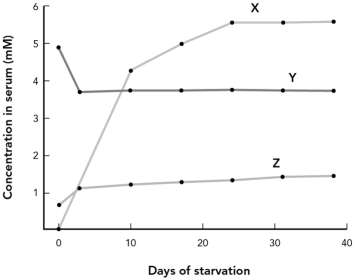 The graph below shows the relative changes in concentration of glucose,fatty acids,and ketone bodies during 40 days of starvation.Choose the answer that correctly labels the data on the graph.   A)  X = fatty acids; Y = glucose; Z = ketone bodies B)  X = glucose; Y = fatty acids; Z = ketone bodies C)  X = ketone bodies; Y = glucose; Z = fatty acids D)  X = ketone bodies; Y = fatty acids; Z = glucose